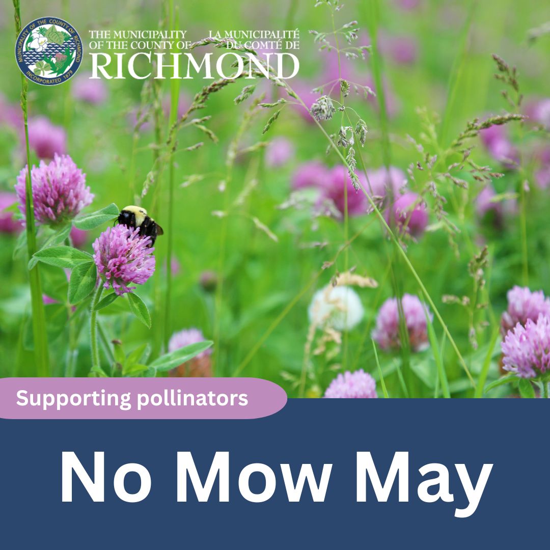 No_Mow_May.jpg