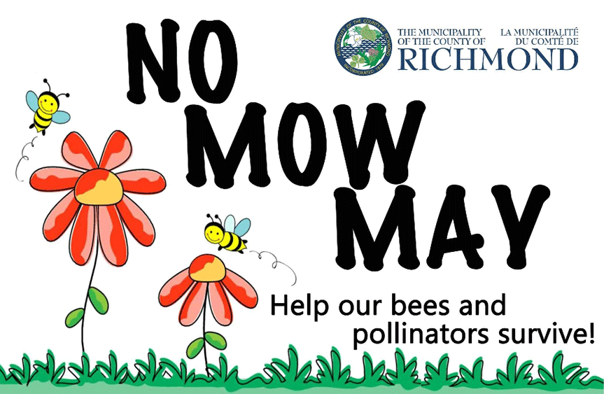 No MOW MAY Help our bees and pollinators survive
